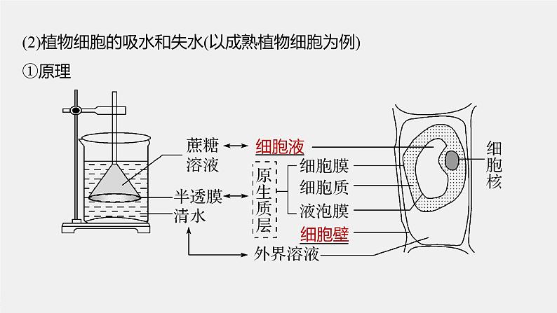 高中生物2022年高考生物一轮复习 第2单元 第6讲　细胞的物质输入和输出课件PPT第7页