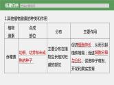高中生物2023年高考生物一轮复习（新人教新高考） 第8单元 第9课时　其他植物激素、植物生长调节剂的应用及环境因素参与调节植物的生命活动课件PPT