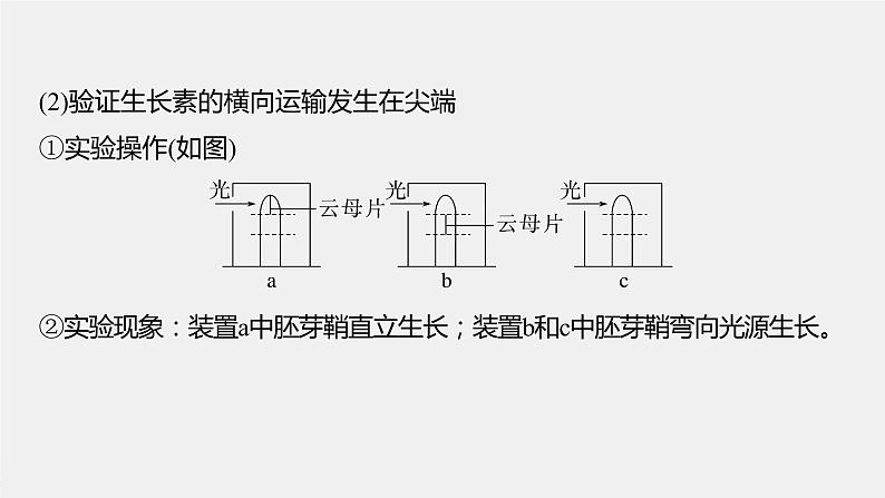 高中生物2023年高考生物一轮复习（新人教新高考） 第8单元 微专题九　植物激素调节的相关实验探究课件PPT06