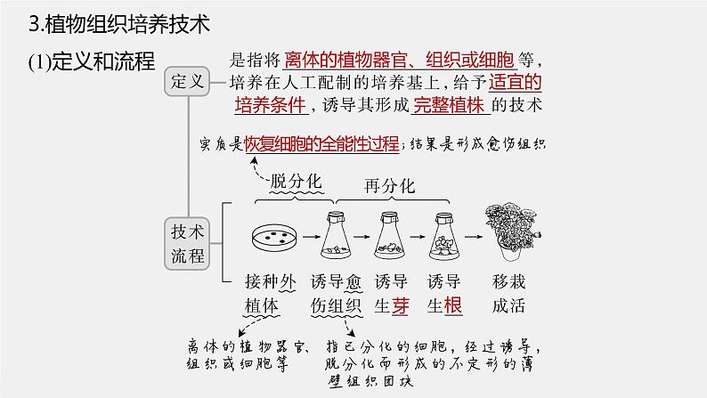 高中生物2023年高考生物一轮复习（新人教新高考） 第10单元 第3课时　植物细胞工程课件PPT第7页