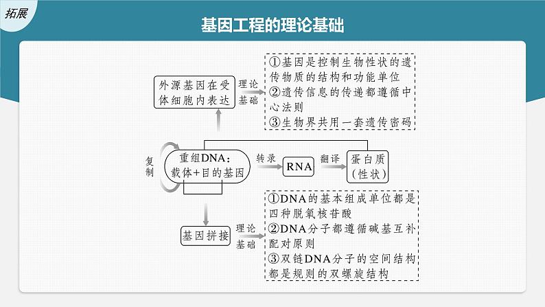 高中生物2023年高考生物一轮复习（新人教新高考） 第10单元 第6课时　基因工程的基本工具和基本操作程序课件PPT06