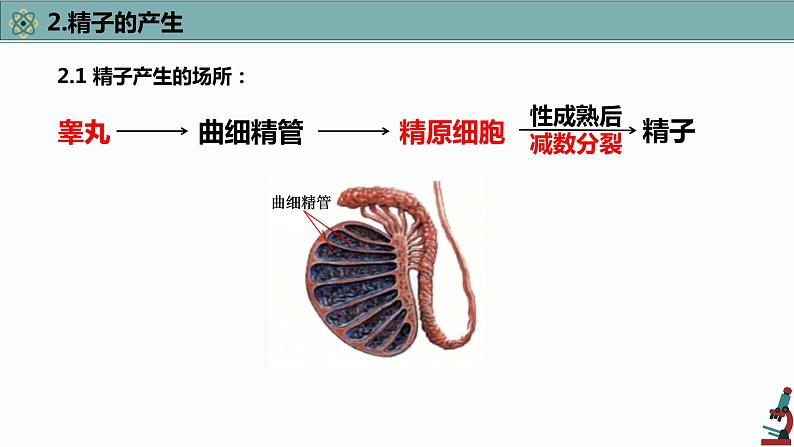 高中生物专题4.2 减数分裂和受精作用（优质课件）-2021年高考生物大一轮复习紧跟教材第8页