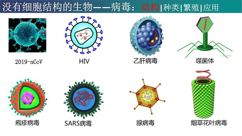 高中生物专题05 病毒-2021年高考生物一轮复习知识精讲课件第3页