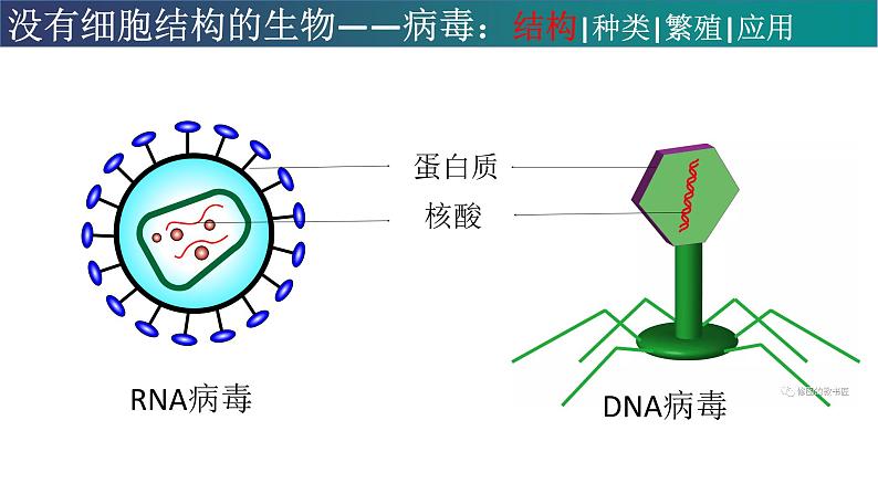 高中生物专题05 病毒-2021年高考生物一轮复习知识精讲课件第4页