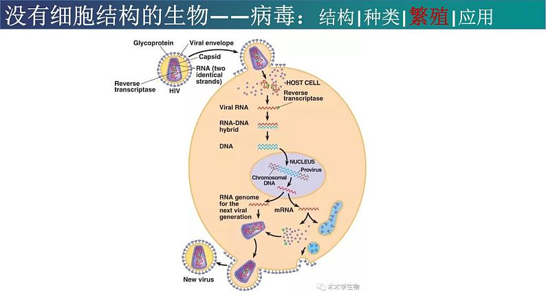 高中生物专题05 病毒-2021年高考生物一轮复习知识精讲课件第6页