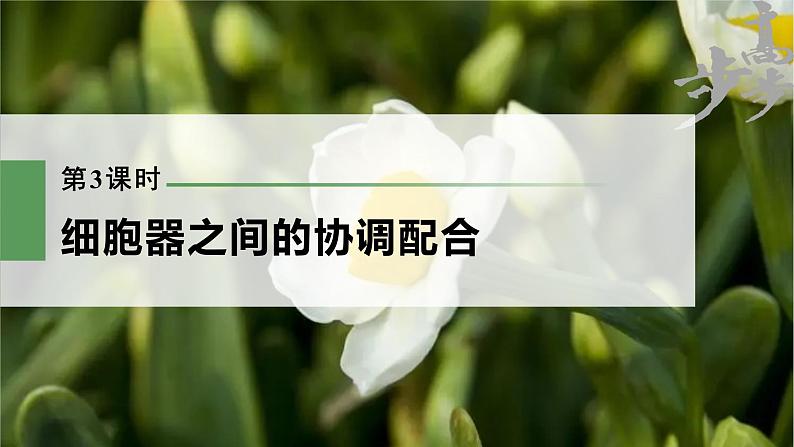 高中生物2023年高考生物一轮复习（新人教新高考） 第2单元 第3课时　细胞器之间的协调配合课件PPT01