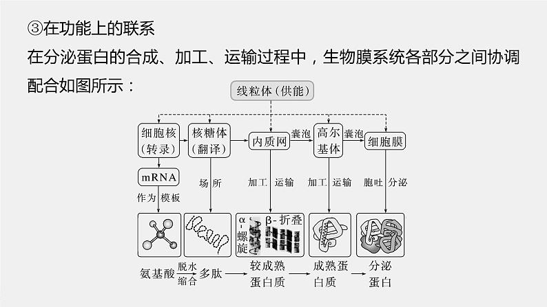 高中生物2023年高考生物一轮复习（新人教新高考） 第2单元 第3课时　细胞器之间的协调配合课件PPT07