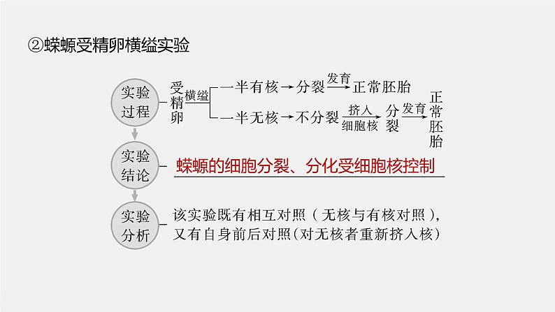 高中生物2023年高考生物一轮复习（新人教新高考） 第2单元 第4课时　细胞核的结构和功能课件PPT04