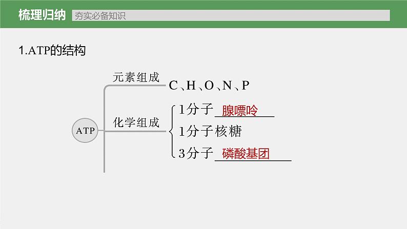 高中生物2023年高考生物一轮复习（新人教新高考） 第3单元 第2课时　细胞的能量“货币”ATP课件PPT第3页
