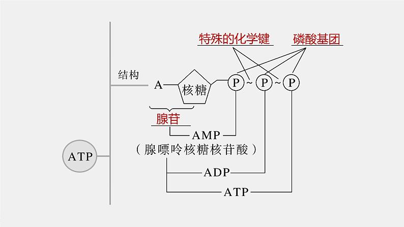 高中生物2023年高考生物一轮复习（新人教新高考） 第3单元 第2课时　细胞的能量“货币”ATP课件PPT第4页