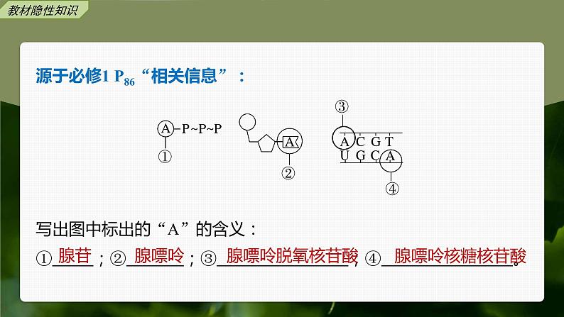 高中生物2023年高考生物一轮复习（新人教新高考） 第3单元 第2课时　细胞的能量“货币”ATP课件PPT第6页