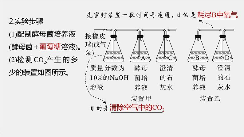 高中生物2023年高考生物一轮复习（新人教新高考） 第3单元 第3课时　细胞呼吸的方式和过程课件PPT第6页