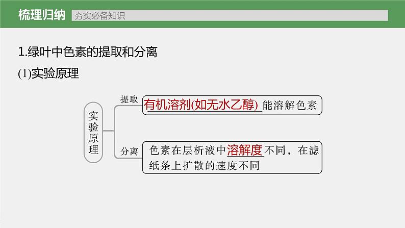 高中生物2023年高考生物一轮复习（新人教新高考） 第3单元 第5课时　捕获光能的色素和结构课件PPT第3页