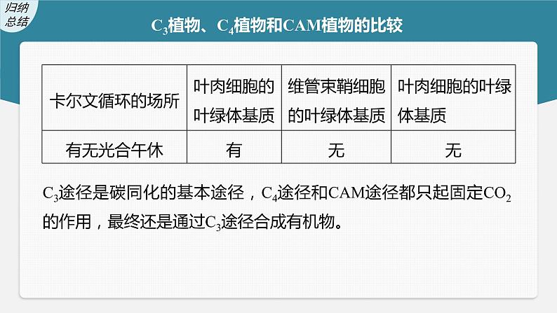 高中生物2023年高考生物一轮复习（新人教新高考） 第3单元 解惑练1　C3植物、C4植物和CAM植物课件PPT07