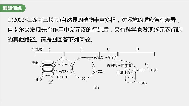 高中生物2023年高考生物一轮复习（新人教新高考） 第3单元 解惑练1　C3植物、C4植物和CAM植物课件PPT08