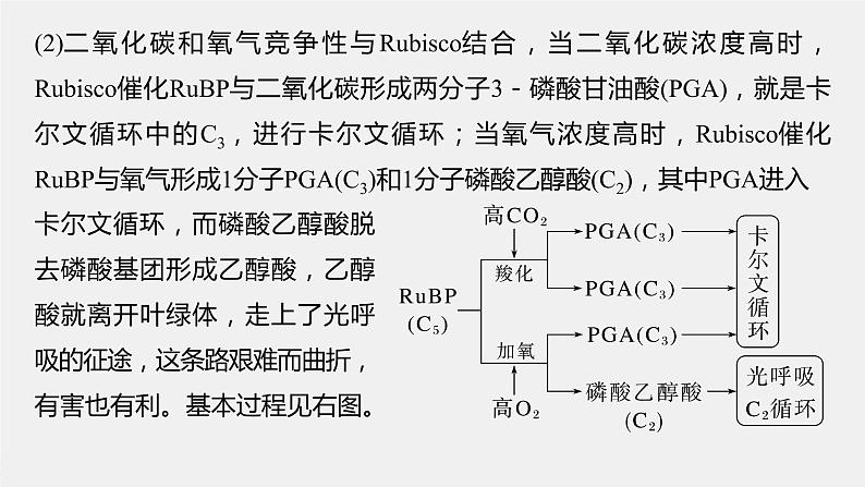 高中生物2023年高考生物一轮复习（新人教新高考） 第3单元 解惑练2　光呼吸课件PPT第3页