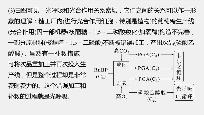 高中生物2023年高考生物一轮复习（新人教新高考） 第3单元 解惑练2　光呼吸课件PPT第4页