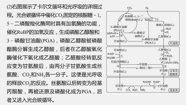 高中生物2023年高考生物一轮复习（新人教新高考） 第3单元 解惑练2　光呼吸课件PPT第6页