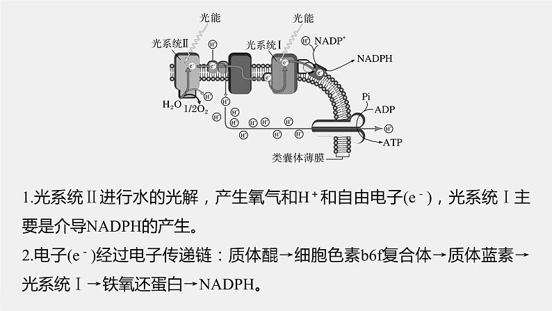 高中生物2023年高考生物一轮复习（新人教新高考） 第3单元 解惑练3　光系统及电子传递链课件PPT第2页