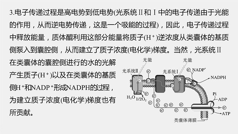 高中生物2023年高考生物一轮复习（新人教新高考） 第3单元 解惑练3　光系统及电子传递链课件PPT第3页