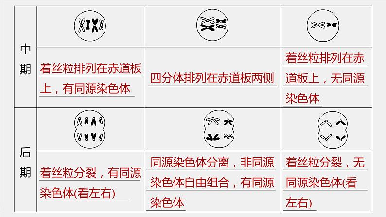 高中生物2023年高考生物一轮复习（新人教新高考） 第4单元 第4课时　减数分裂与有丝分裂的比较及观察蝗虫精母细胞减数分裂装片课件PPT06