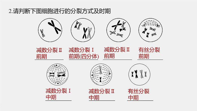 高中生物2023年高考生物一轮复习（新人教新高考） 第4单元 第4课时　减数分裂与有丝分裂的比较及观察蝗虫精母细胞减数分裂装片课件PPT08