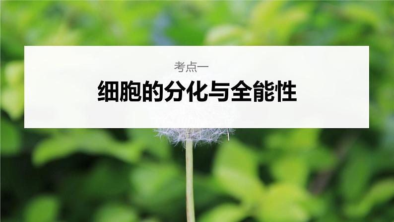 高中生物2023年高考生物一轮复习（新人教新高考） 第4单元 第5课时　细胞的分化、衰老和死亡课件PPT第4页