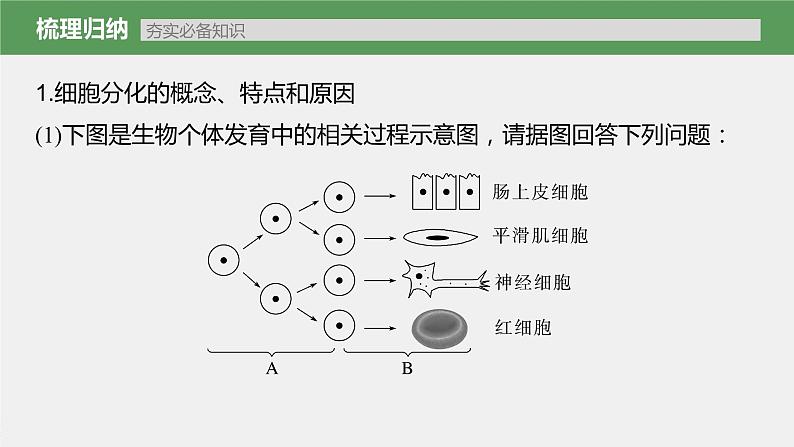 高中生物2023年高考生物一轮复习（新人教新高考） 第4单元 第5课时　细胞的分化、衰老和死亡课件PPT第5页