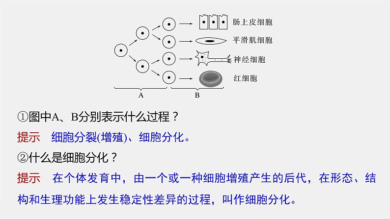 高中生物2023年高考生物一轮复习（新人教新高考） 第4单元 第5课时　细胞的分化、衰老和死亡课件PPT第6页