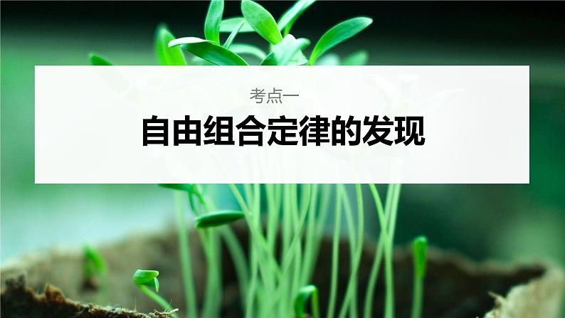 高中生物2023年高考生物一轮复习（新人教新高考） 第5单元 第3课时　自由组合定律的发现及应用课件PPT第4页