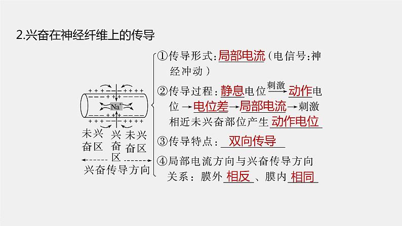 高中生物2023年高考生物一轮复习（新人教新高考） 第8单元 第3课时　神经冲动的产生和传导、神经系统的分级调节及人脑的高级功能课件PPT07