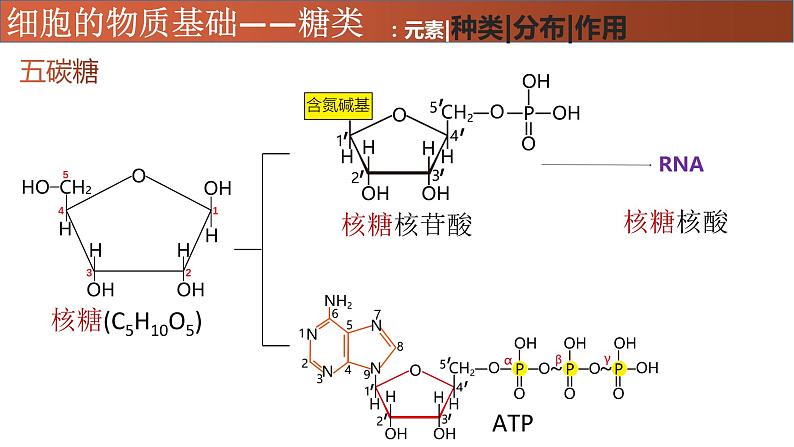 高中生物专题02 糖类、脂质-2021年高考生物一轮复习知识精讲课件第7页