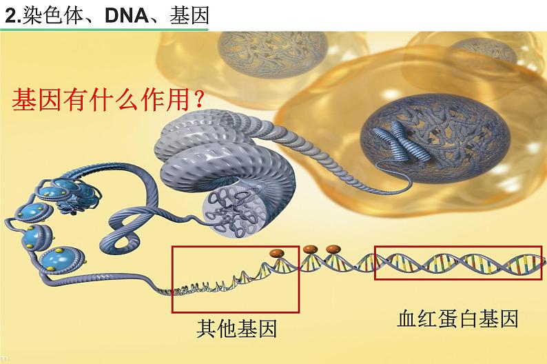 高中生物专题26 基因及表达-2021年高考生物一轮复习知识精讲课件第5页