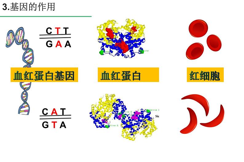 高中生物专题26 基因及表达-2021年高考生物一轮复习知识精讲课件第6页