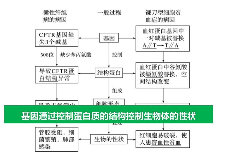 高中生物专题26 基因及表达-2021年高考生物一轮复习知识精讲课件第8页