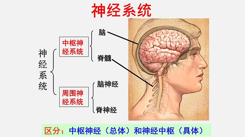 高中生物专题15 动物生命活动调节-2020年高考备考生物二轮复习课件第4页