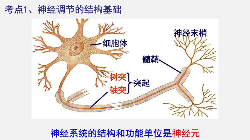 高中生物专题15 动物生命活动调节-2020年高考备考生物二轮复习课件第5页