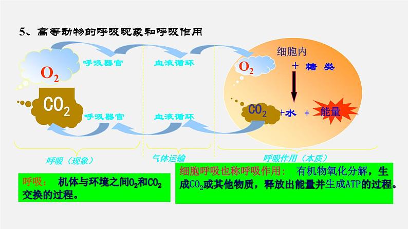 高中生物专题06 光合作用和细胞呼吸-2020年高考备考生物二轮复共6习课件第7页