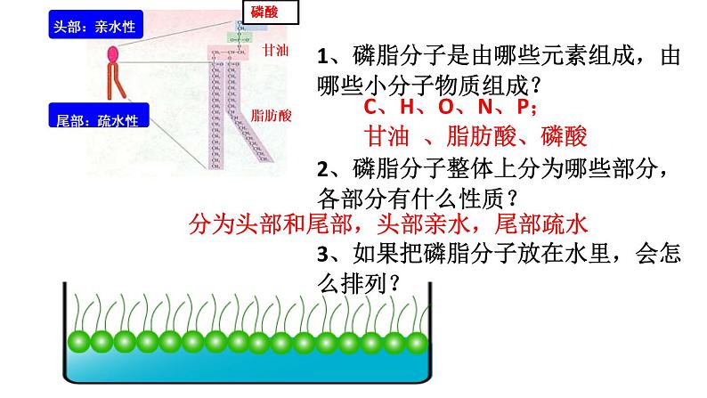 高中生物专题7.1 细胞膜和细胞核-2021年高考生物一轮复习知识精讲课件第5页