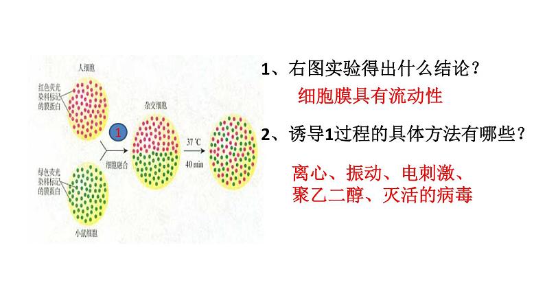 高中生物专题7.1 细胞膜和细胞核-2021年高考生物一轮复习知识精讲课件第8页