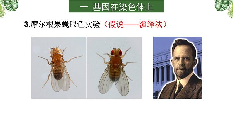 高中生物专题08 伴性遗传和人类遗传病-2021年高考备考生物一轮复习课件第7页