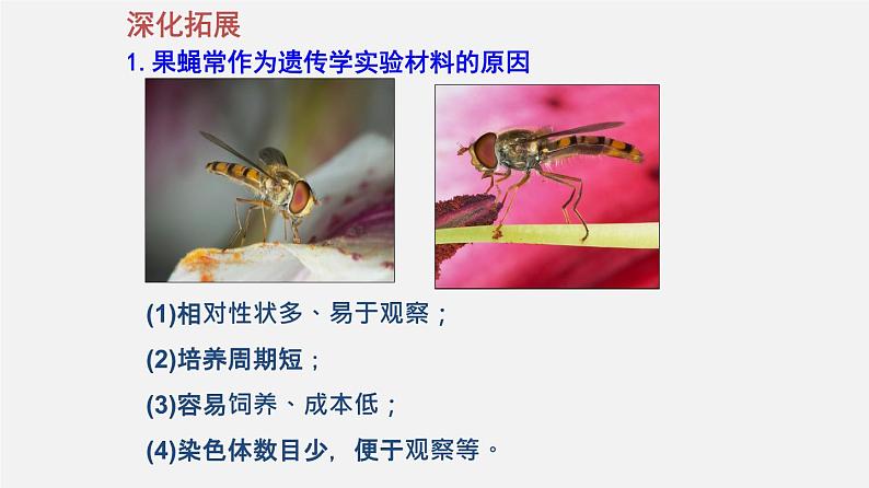 高中生物专题08 孟德尔遗传定律-2020年高考备考生物二轮复习课件第6页