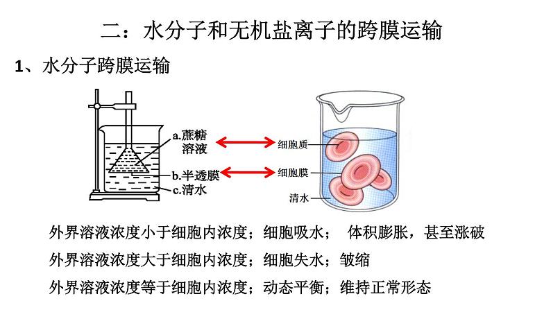 高中生物专题10.1 物质跨膜运输的实例和方式-2021年高考生物一轮复习知识精讲课件第8页