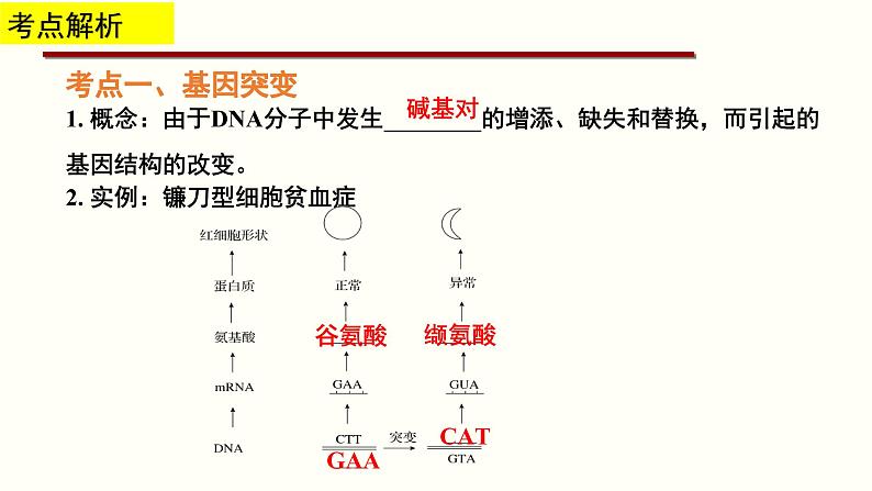 高中生物专题12 可遗传变异与育种-2020年高考备考生物二轮复习课件04