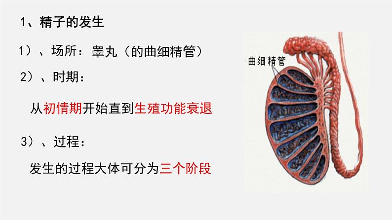 高中生物专题24 胚胎工程-2020年高考备考生物二轮复习课件第5页