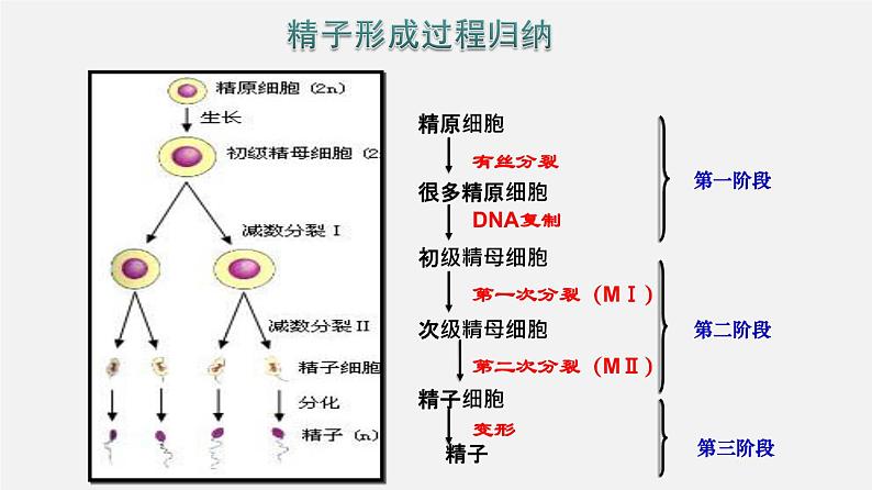 高中生物专题24 胚胎工程-2020年高考备考生物二轮复习课件第6页