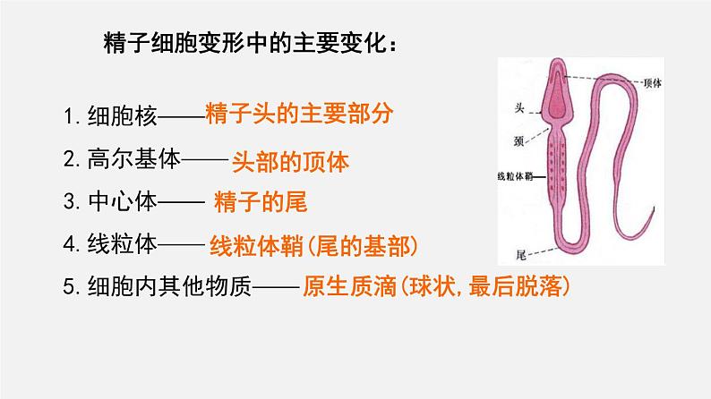 高中生物专题24 胚胎工程-2020年高考备考生物二轮复习课件第7页