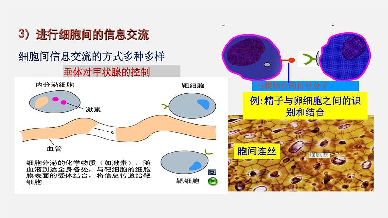 高中生物专题02 细胞的结构和功能-2020年高考备考生物二轮复习课件06