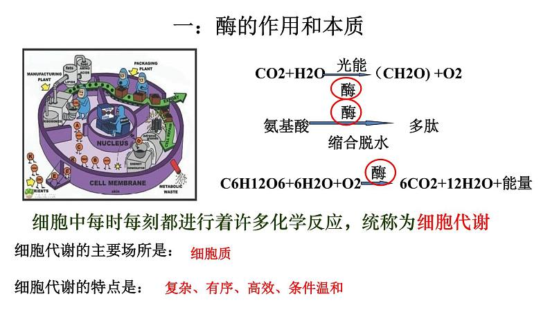 高中生物专题12.1 降低化学反应活化能的酶-2021年高考生物一轮复习知识精讲课件第3页