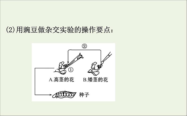 高中生物2020届高考生物一轮复习5.1孟德尔的豌豆杂交实验一课件第6页